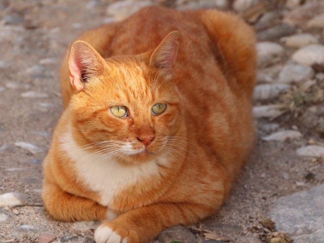 Рыжий кот на земле