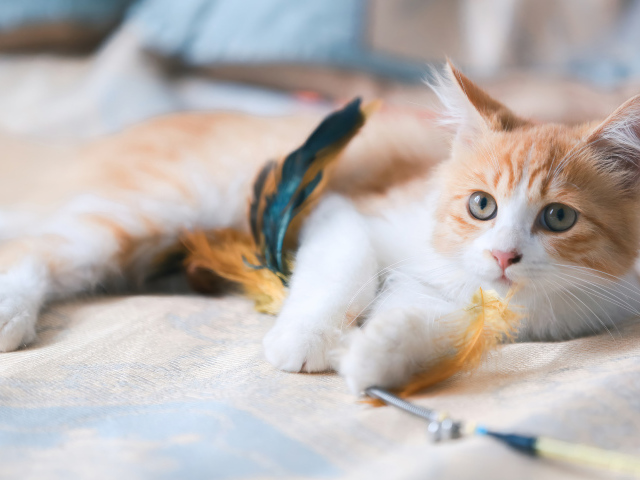Рыжий котенок играет на кровати с перьями