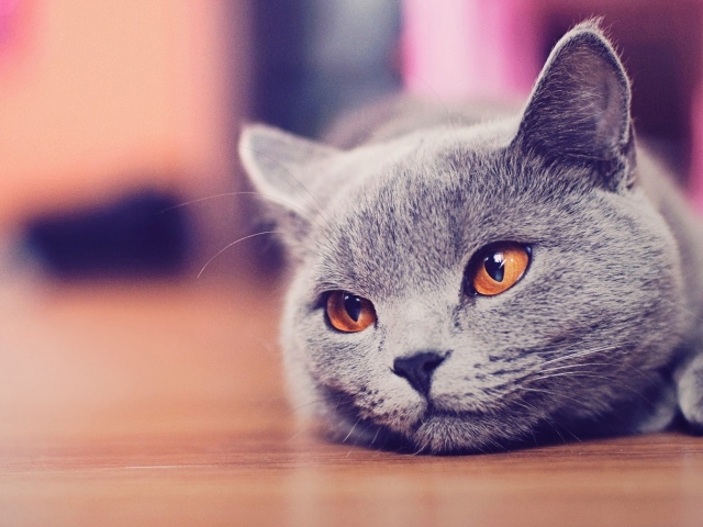 Русская голубая кошка с коричневыми глазами лежит на полу