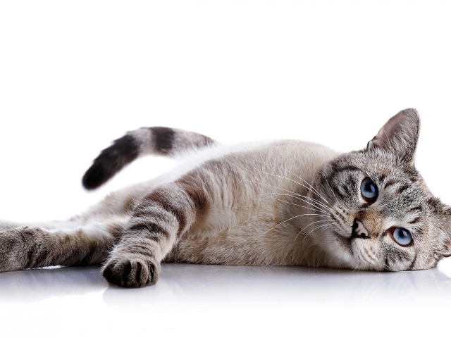 Шотландская кошка с голубыми глазами на белом фоне