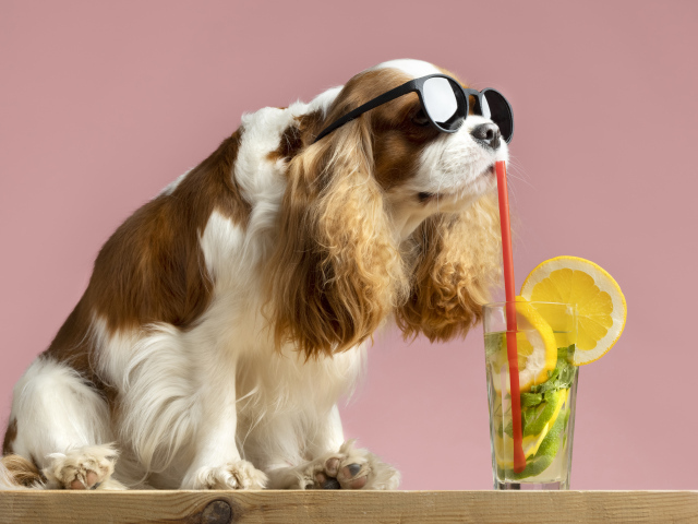 Пес в очках пьет коктейль со стакана 