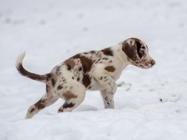 Маленький пятнистый щенок идет по снегу