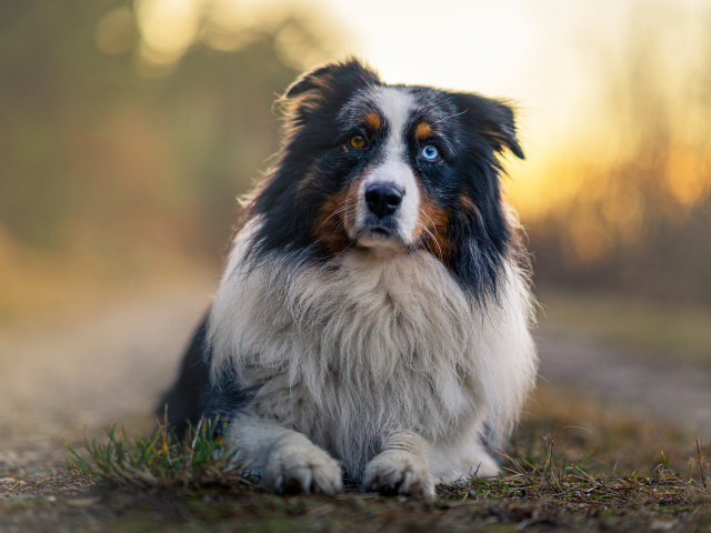 Австралийская овчарка с разными глазами лежит на земле
