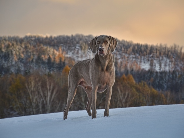Красивый пес породы веймаранер на снегу