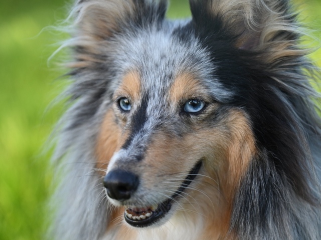 Красивая голубоглазая собака породы шелти