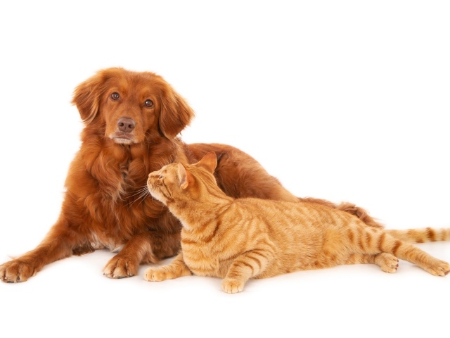Большой рыжий пес с рыжим котом на белом фоне