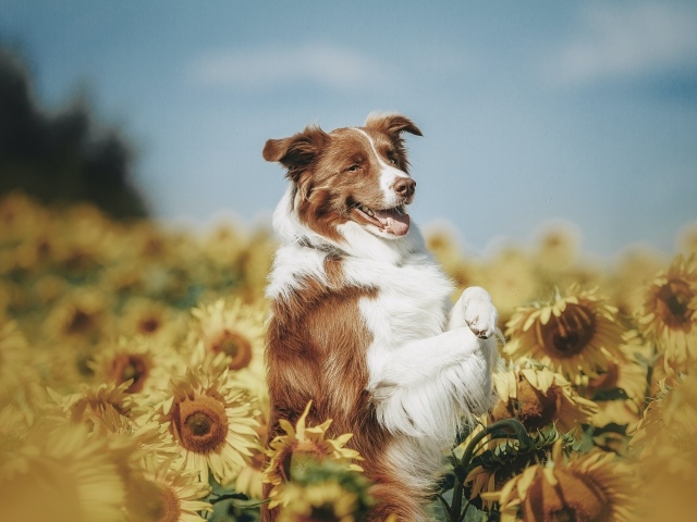 Собака породы бордер колли в подсолнухах