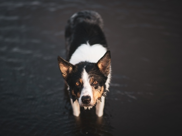 Собака породы бордер колли в воде