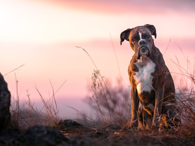 Боксер сидит на траве в лучах солнца