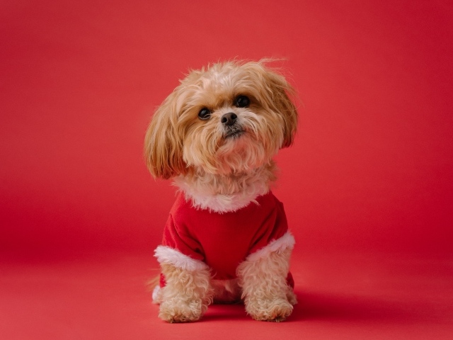 Собака в новогоднем костюме на красном фоне