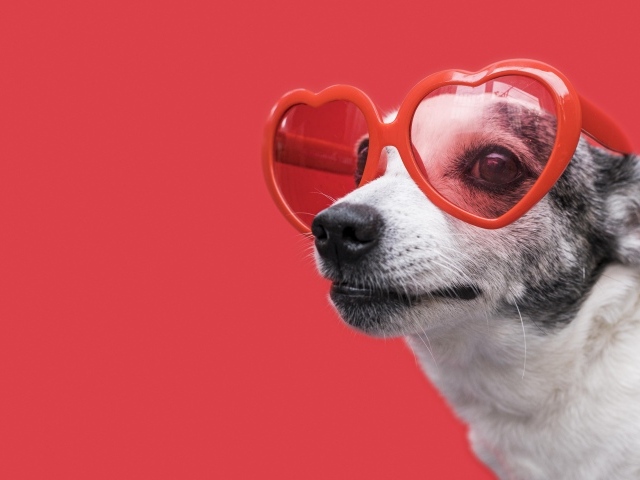 Собака в очках в форме сердца на красном фоне