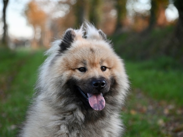 Евразийский щенок с высунутым языком