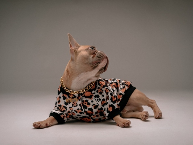 Модный французский бульдог лежит на сером фоне