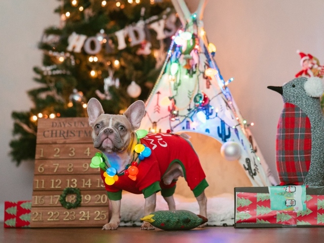 Французский бульдог с декором на Рождество