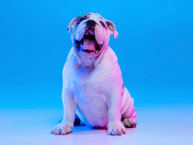 Большой английский бульдог на голубом фоне