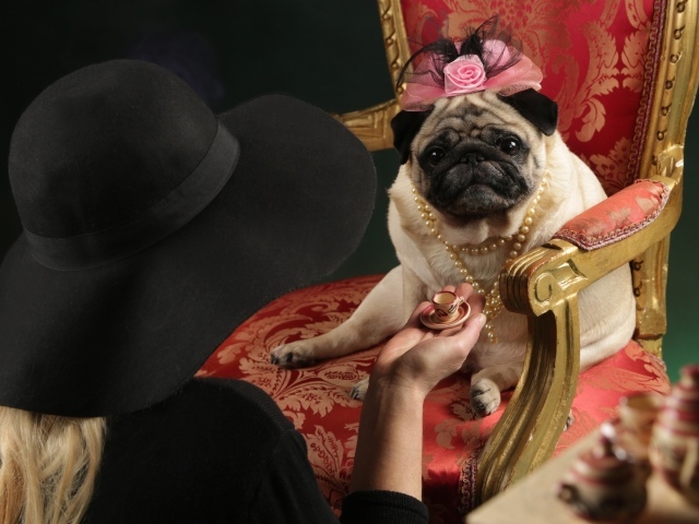 Мопс в костюме сидит в кресле