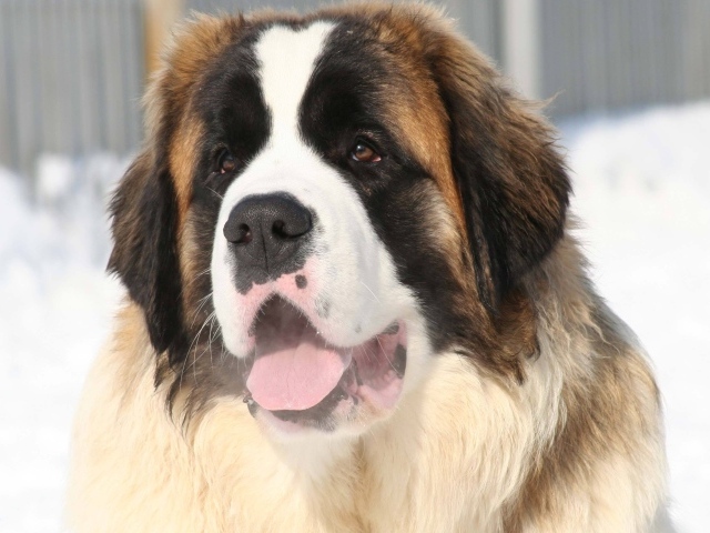 Собака породы сенбернар с высунутым языком