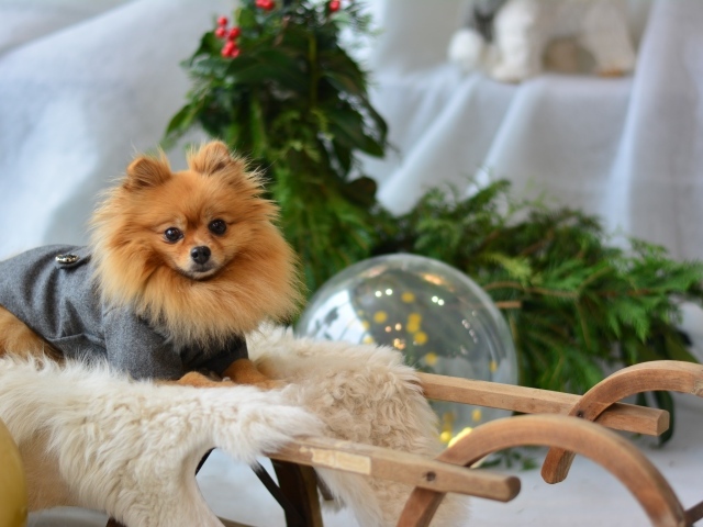 Шпиц сидит в деревянных санях