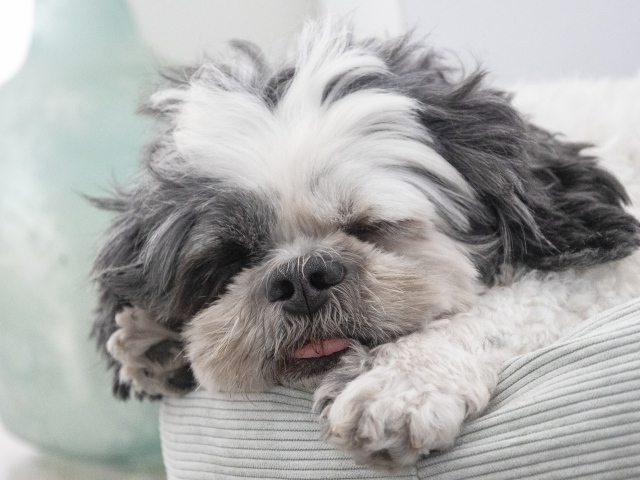 Сладкий сон собаки породы ши-тцу