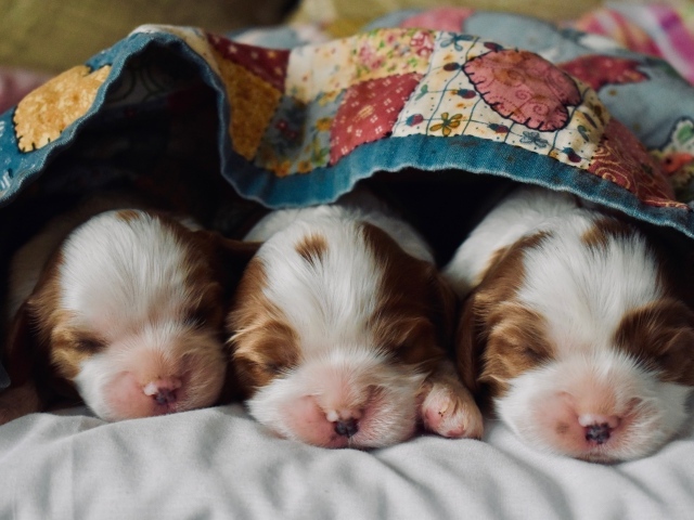 Три маленьких спящих щенка под одеялом
