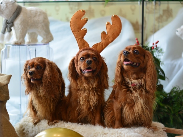 Три породистые собаки позируют для фото 