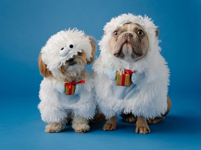 Две собаки в костюмах на голубом фоне