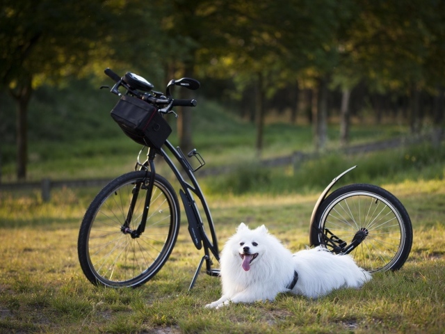 Белая собака с велосипедом