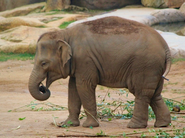 Маленький серый слоненок в зоопарке