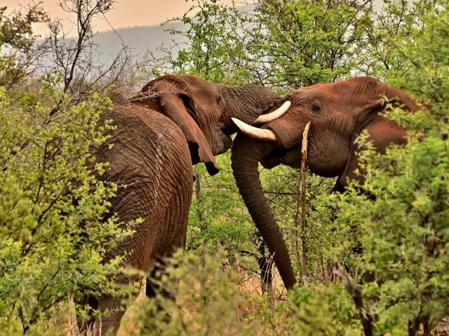 Два больших слона в зарослях деревьев в Африке