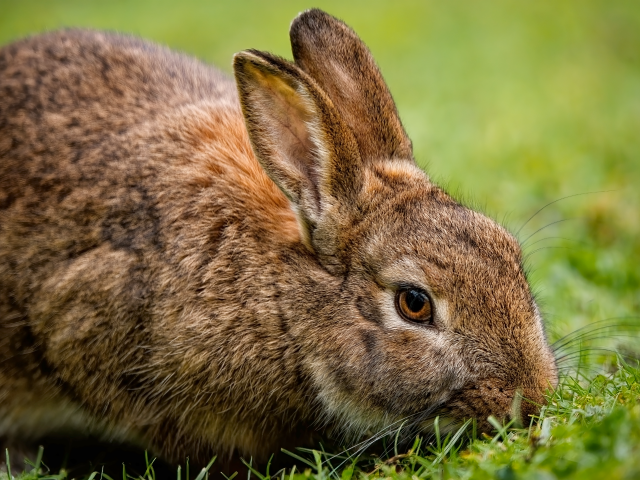 Серый кролик на зеленой траве