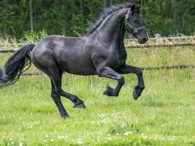 Черный большой конь скачет по зеленой траве