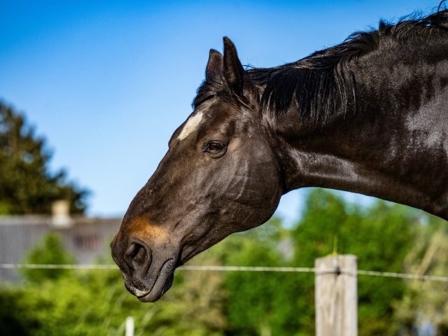Голова черного коня крупным планом