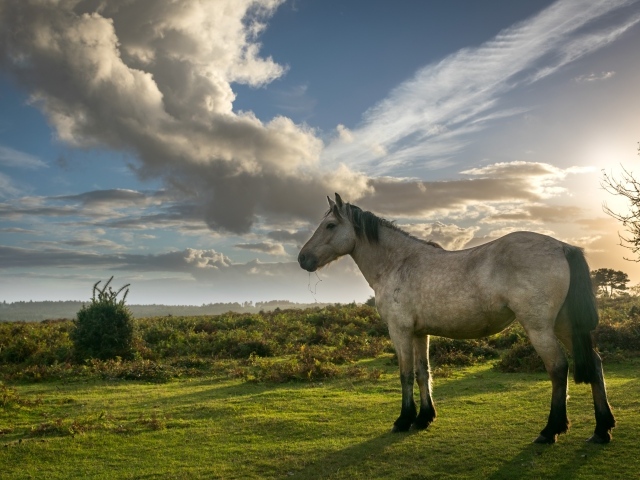 Лошадь на пастбище под красивым небом