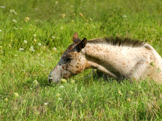 Маленькая пятнистая лошадь лежит на траве