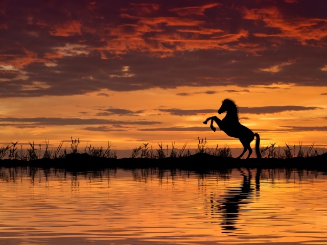 Силуэт коня у воды ночью