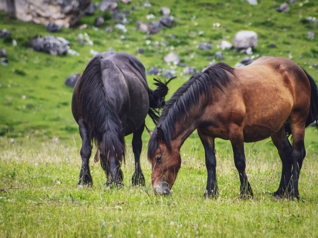 Две большие лошади пасутся на лугу
