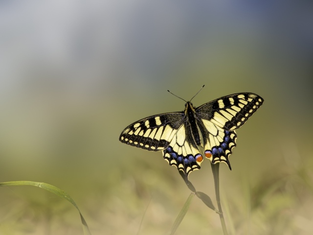Бабочка с желтыми крыльями сидит на траве
