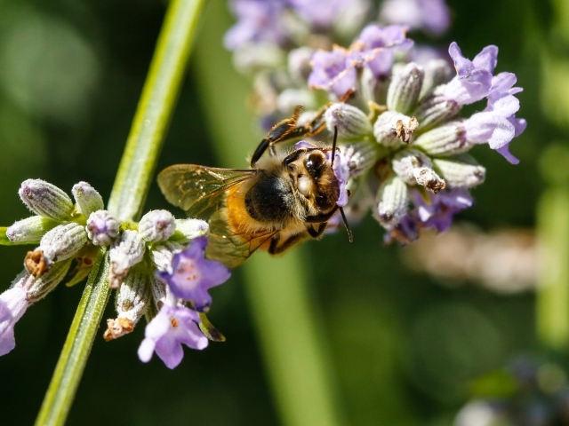 Большая пчела сидит на цветке лаванды
