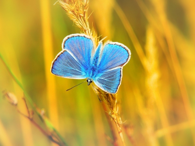Маленькая голубая бабочка сидит на траве