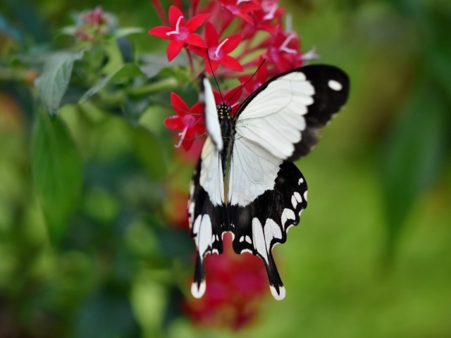 Красивая бабочка сидит на красном цветке