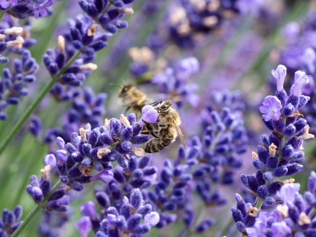 Пчелы опыляют цветы лаванды