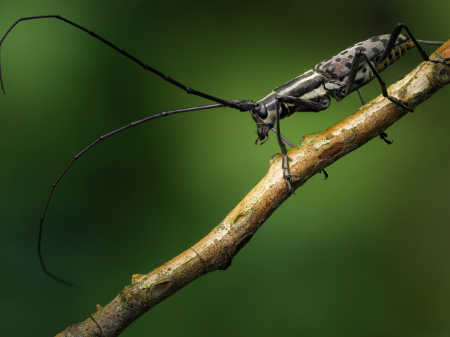 Жук с длинными черными усами на ветке дерева