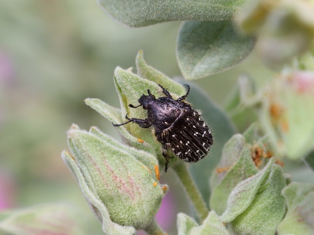 Черный жук сидит на зеленом растении