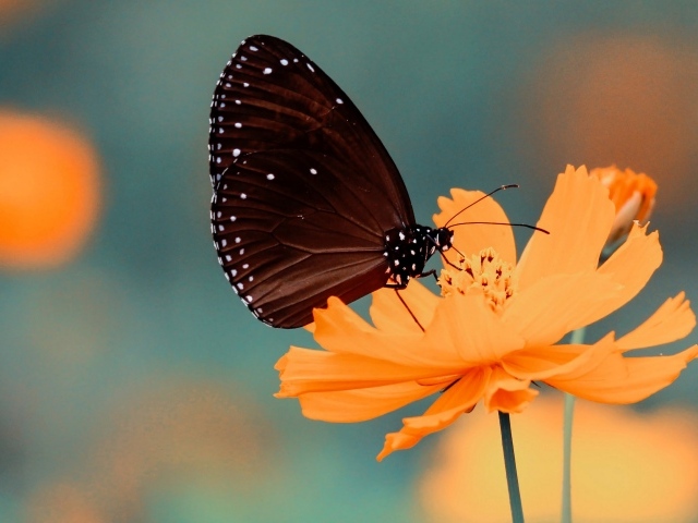 Черная бабочка сидит на оранжевом цветке космеи