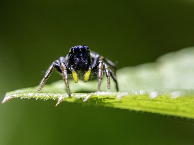 Черный паук на зеленом листе крупным планом