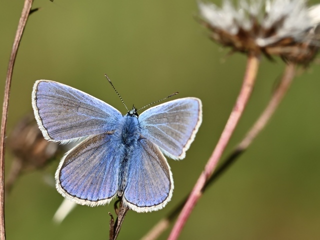 Голубая бабочка сидит на сухой траве