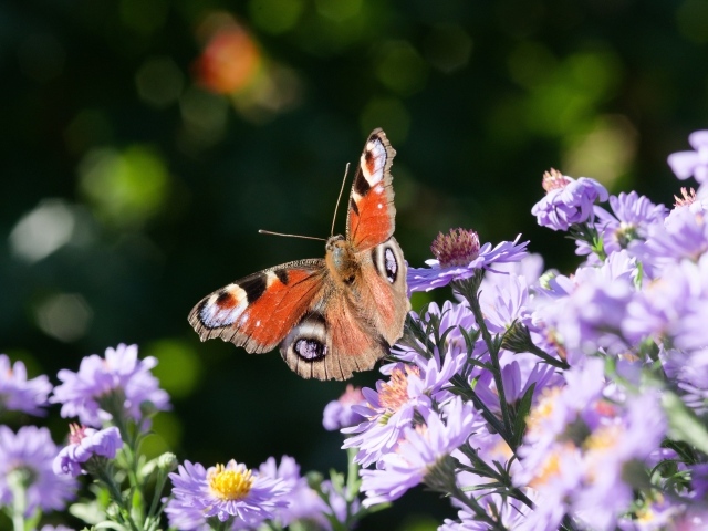 Коричневая бабочка сидит на цветах сентябринки