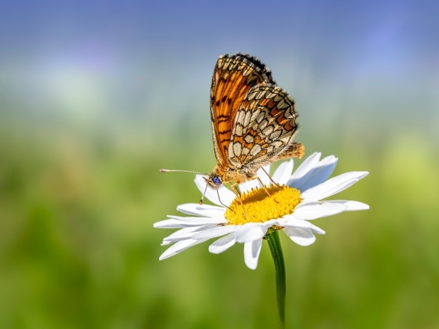 Коричневая бабочка сидит на белом цветке ромашки