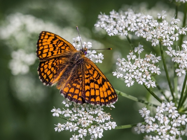 Коричневая бабочка сидит на белом полевом цветке