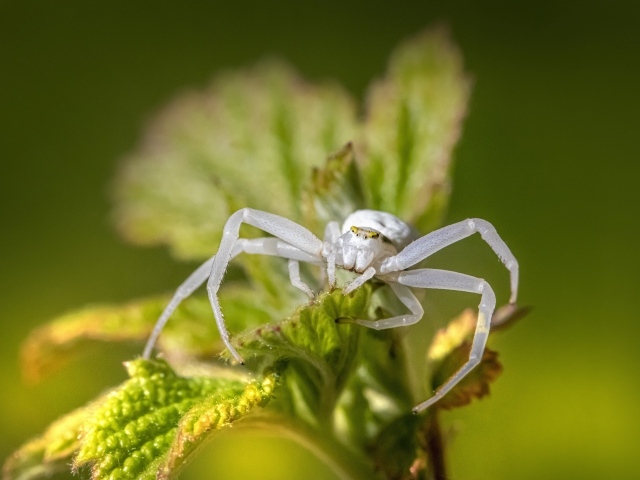 Крабовый паук золотарник на зеленом листке